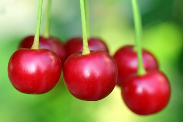 Variedades de cerezas: Conoce las 5 principales